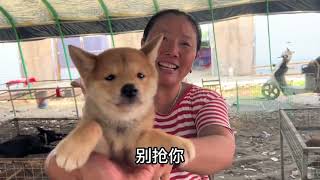 都是马犬，价格还不一样？大姐家的柴犬还能再往下低多少。