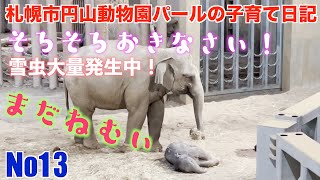 爆睡中の赤ちゃんゾウのタオがパールママに叩き起こされる　雪虫大量発生中　#円山動物園 #elephant #子育て日記 #sapporo 2023年10月　パールの子育て日記 No 13