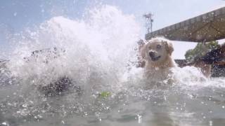 Elaine's Pet Resorts: Where Best Friends Stay 15 Second Commercial