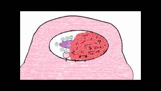 Complement System Ending- Opsonization and Membrane Attack Complex