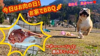 【嬉し楽しなお肉の日！】#ブルドッグ #バーベキュー#bbq #鹿肉 #ジビエ 　鹿肉\u0026タンでお家BBQ～お肉の日はみんな大喜び！　@bullto