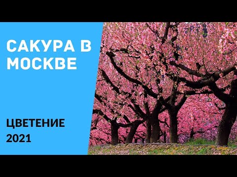 Цветение сакуры в Москве 2021 — Бирюлевский дендропарк (Ханами)