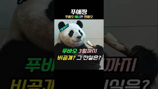 푸바오 3월까지 비공개? 그 진실은??