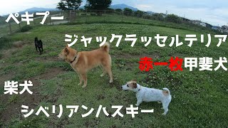 【甲斐犬】ドッグランで出会った友達を紹介【ワンプロ】