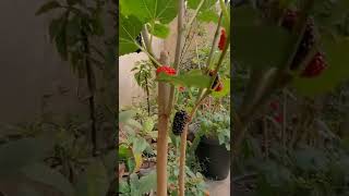 Mulberry tree with fruits