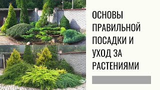 Основы правильной посадки и уход за растениями. Топирная стрижка. Ниваки.