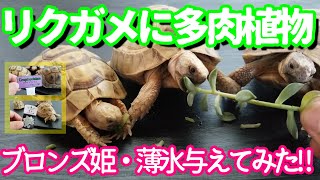 リクガメに多肉植物 ブロンズ姫・薄氷 与えてみた！！