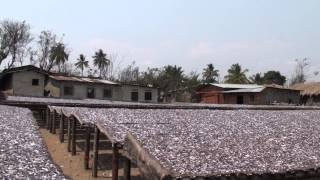 Indagara fish drying in the sun. Rumonge, Burundi