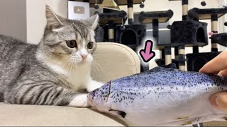 ぺちぺち動く魚が気持ち悪くてドン引きしちゃったもち猫…！笑