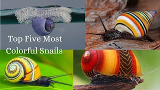 Five Stunningly Beautiful Snail Species YOU HAVE To See To Believe!