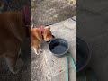 柴犬 小次郎 ご飯美味しそう ´ •﹃• ｀