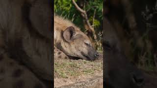 Vicious looking Hyena having a nap and guarding the den