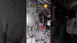 ઘોડા ની વેદના 🥺 માથે બરફ પડ્યો #gujarati #horse #snowfall #viral #shorts