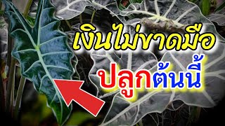 ไม้มงคล แก้วสารพัดนึก 8 ความลับ ไม้ประดับมงคล ไม้ฟอกอากาศ กันผี กันคุณไสย เมตตามหานิยม ค้าขายร่ำรวย