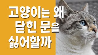 고양이가 닫힌 문을 싫어하는 까닭