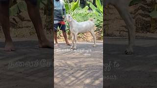 🧡♥️🤎தலைச்சேரி ஆடுகள் vgf to Hosur  #goatsales #goat #goatmarket #thallachery #malabarigoats #♥️🧡🤎