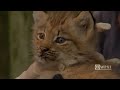 Lynx kittens get first exam at Pittsburgh zoo