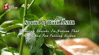 ASMR Peaceful Nature Sounds for Sleep - 듣자마자 10분이면 잠드는 잠들기에 좋은 자연의소리