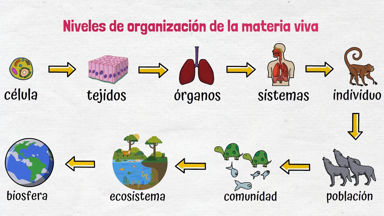 Niveles De Organización De La Materia Viva - YouTube