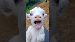 cute baby goat 🐐🐐 ll goat#shorts#funny #viral #cute#animals#sound  #reels#youtube#trending 😂😂