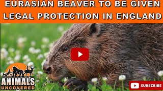 Eurasian Beavers and the Fight to Save Britain's Rivers