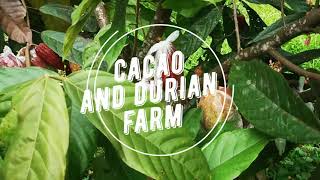 HOW  TO  TAKE  CARE OF  CACAO UNDER  THE  DURIAN  TREES