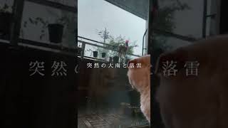 【雷とねこ】突然の雷とひょう…その時ねこは… #shorts