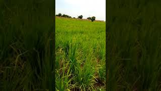 Sickle weeding operation at one of my rice farm (wet season)