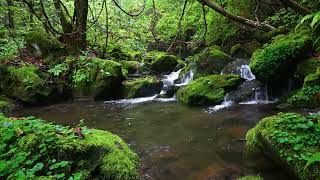 Fantastic Forest Atmosphere, Birdsong, Stream Sounds