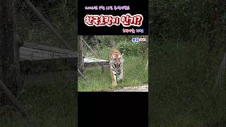 한국호랑이 인기? (2024. 9.16.)(봉화sun)(호랑이숲) #tiger #호랑이 #zoo