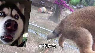 豆柴和柴犬有什么区别一起来看看哦