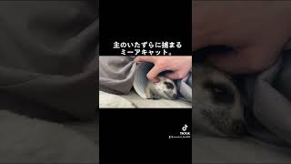 不意打ちゲット。미어캣(meerkat)#shorts