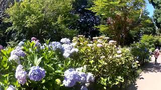 【日本の四季】千葉県松戸市 あじさい寺 長谷山本土寺 満開の紫陽花令和元年2019年6月13日 日本の花 Hydrangea Hondoji Temple Matsudo,Chiba,JAPAN