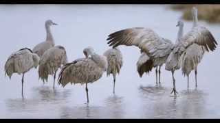 Sandhill Crane Thank You 2014