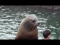 おたる水族館の「とどのつまり」じゃない方のトドのショー