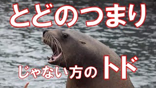 おたる水族館の「とどのつまり」じゃない方のトドのショー