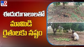 Farmers concerned as unseasonal rainfall damages mango crop in Adilabad -TV9