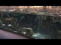 葛西臨海水族園 2017.2.3 海鳥たちのダイブ