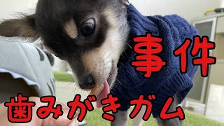 【子犬の誤飲】はじめての歯磨きガムをあげたら丸呑みしてしまった！チワワ×ミニピンMIX犬チワピンびるす