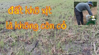 Xịt cỏ lớn 1 loại thuốc, đất khô là xịt chết ngay