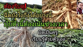 ระวัง!ฉีดปุ๋ยทางใบตัวนี้!เน้นให้ดีดีอาจจะมีแต่ต้น #cassava#ตอง8#มันสำปะหลัง