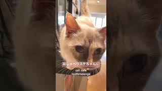 【猫カフェの日常】おしゃべりステちゃん🐈【cat】