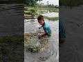 village fishing video by teta in River 2024 | #fish #viralvideo #fishing #shortvideo #amazingfishing