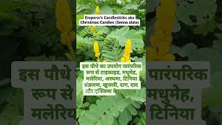 Senna Alata aka Emperor's Candle Bush #classicalayurveda #homeremedies #pharmacology