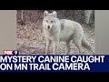 Mystery canine caught on Voyageurs Wolf Project trail camera