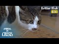 Cat Freezes When She's On The Ground, What Left Her Traumatized?! l Animal in Crisis Ep 439