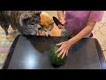 スイカの皮の残し方が職人技の域に達しそうな秋田犬【akita inu】how to leave the skin of watermelon