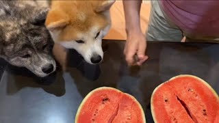 スイカの皮の残し方が職人技の域に達しそうな秋田犬【Akita-inu】How to leave the skin of watermelon