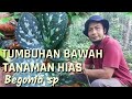 TUMBUHAN BAWAH, TANAMAN HIAS, Begonia sp, DI HUTAN ALAM TROPIS KALIMANTAN