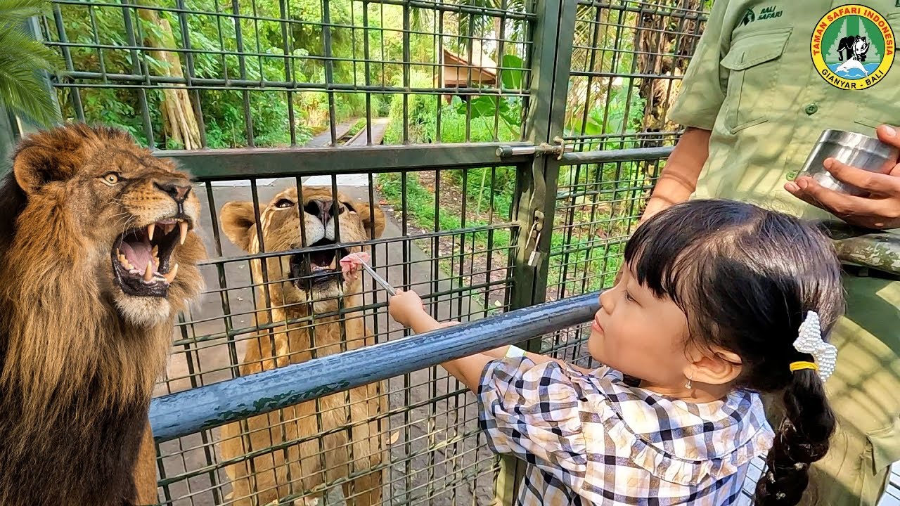 Kasih Makan Singa Lion King Dan Zebra - Kebun Binatang Bali Safari Anak ...